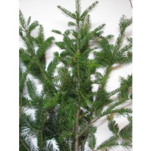 Box of Balsam Fir Branches