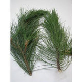 Box of Red Pine Branches