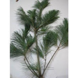 Box of White Pine Branches
